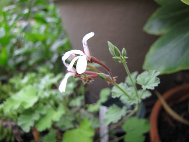 Pelargonium fragrans
