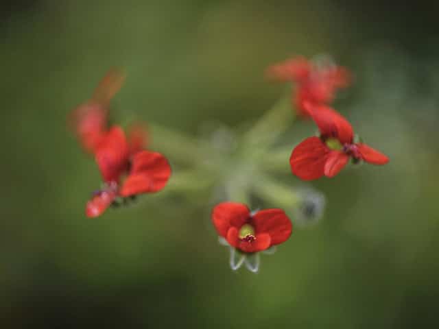 Pelargonium fulgidum