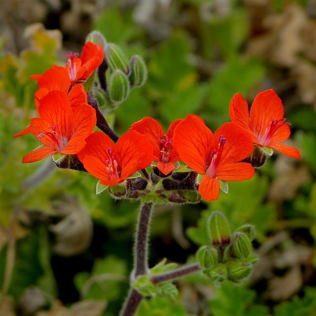 Pelargonium fulgidum