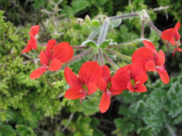Pelargonium fulgidum (Pelargonium fulgidum)