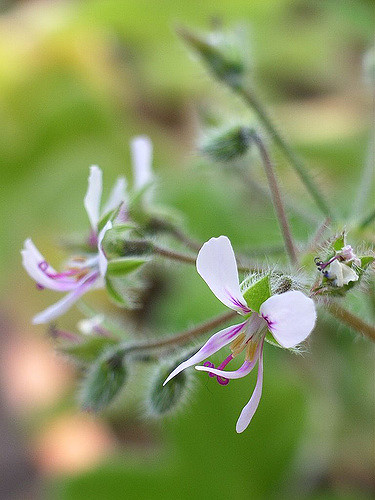 Géranium rosat
