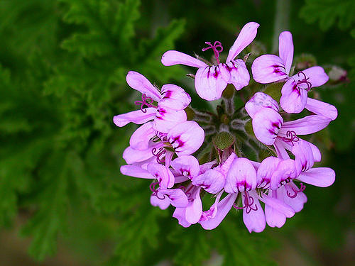 Géranium rosat