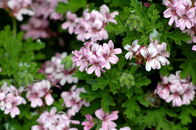 Géranium rosat