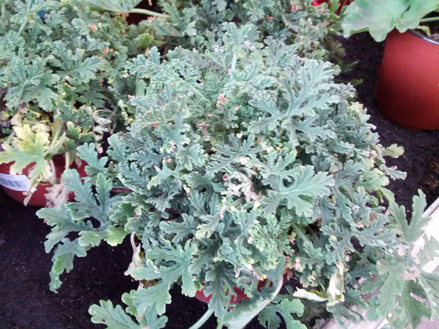 Géranium rosat (Pelargonium graveolens)
