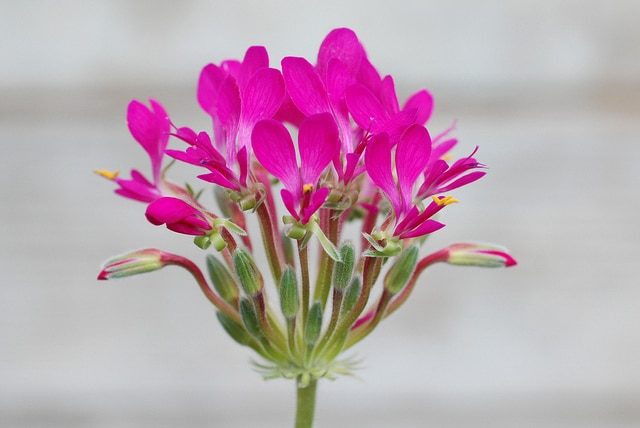 Pelargonium incrassatum