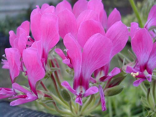 Pelargonium incrassatum