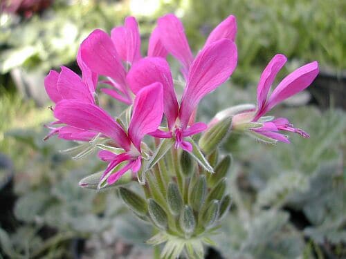 Pelargonium incrassatum