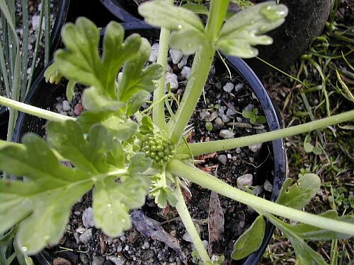 Pelargonium incrassatum