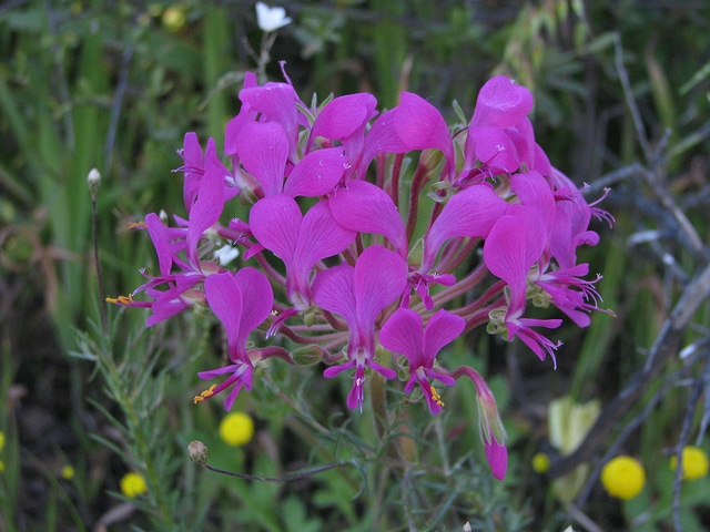 Pelargonium incrassatum (Pelargonium incrassatum)