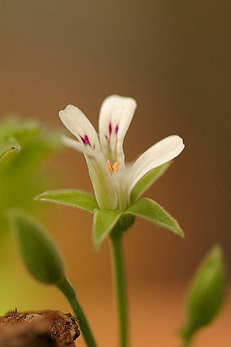 Geranium odoratissimum