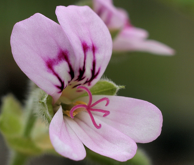 Geranium odoratissimum