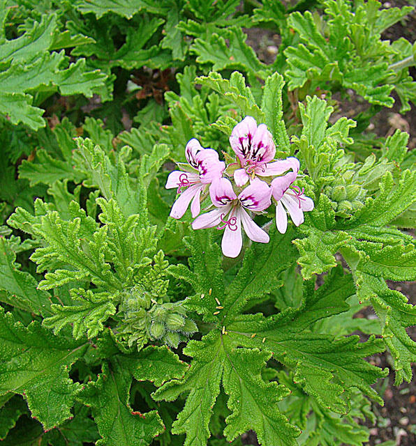 Geranium odoratissimum