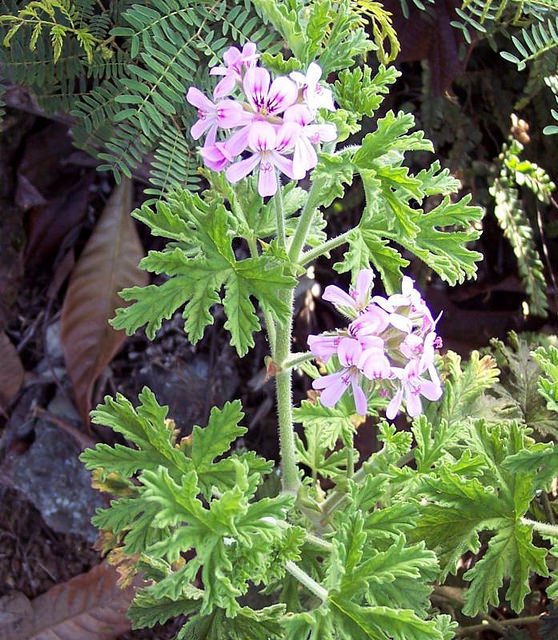 Geranium odoratissimum