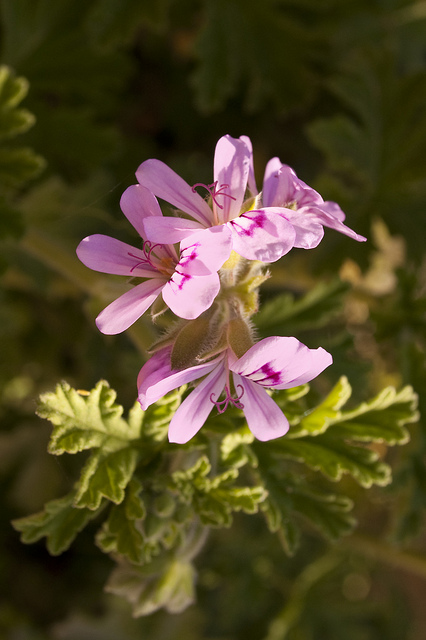 Geranium odoratissimum