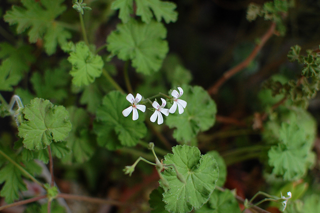 Geranium odoratissimum (Pelargonium odoratissimum)