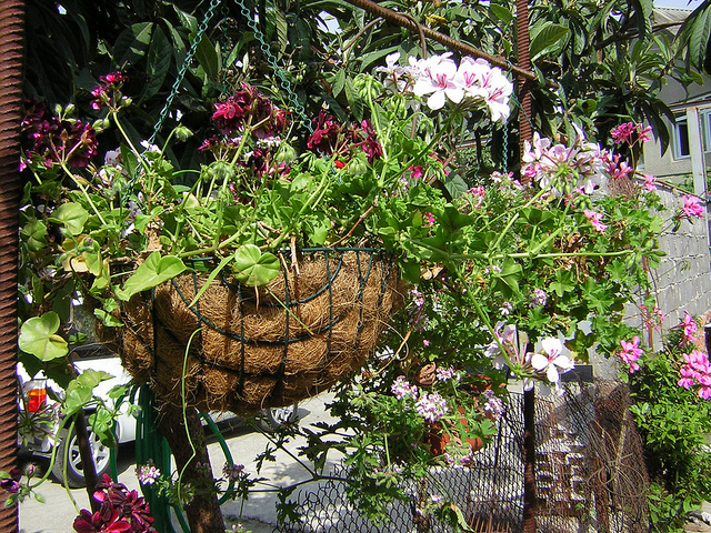 Géranium-lierre (Pelargonium peltatum)