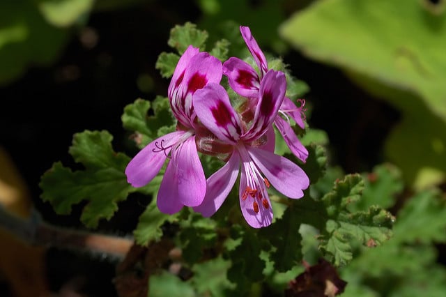 Pelargonium quercifolium