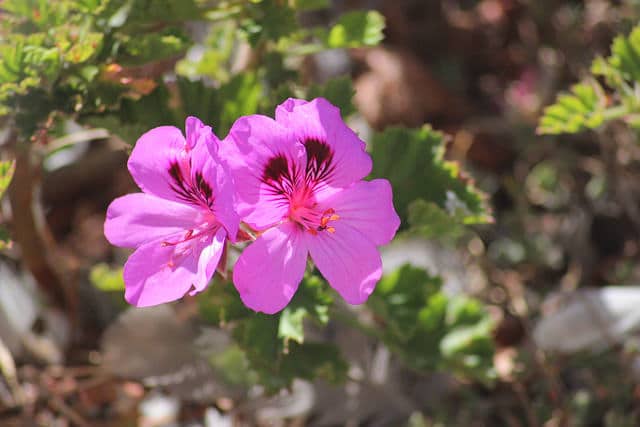 Pelargonium quercifolium