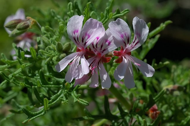Pelargonium tomentosum