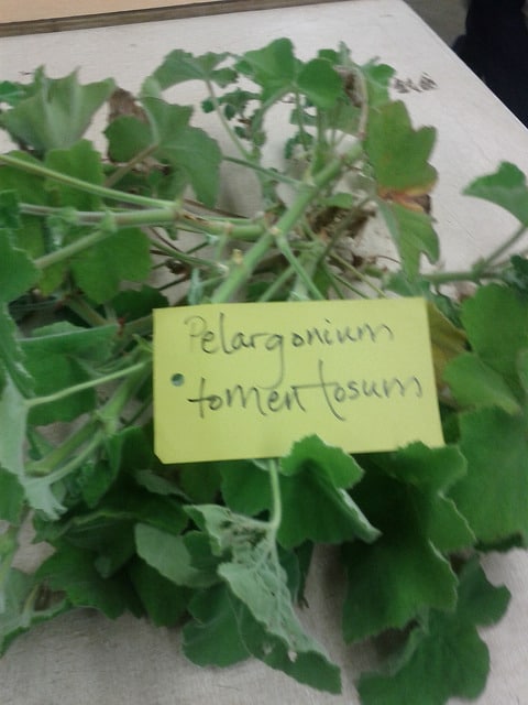 Pelargonium tomentosum