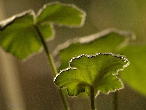 Pelargonium tomentosum