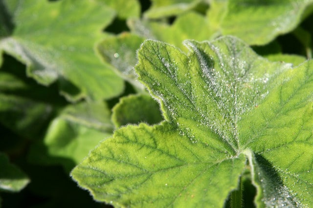 Pelargonium tomentosum