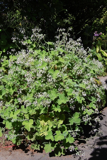 Pelargonium tomentosum