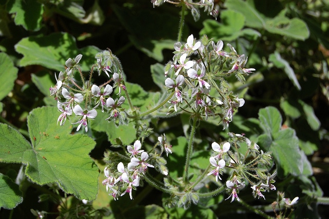 Pelargonium tomentosum