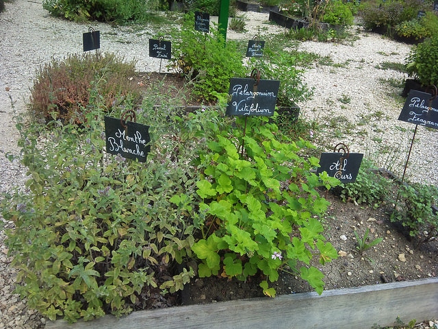 Pelargonium vitifolium