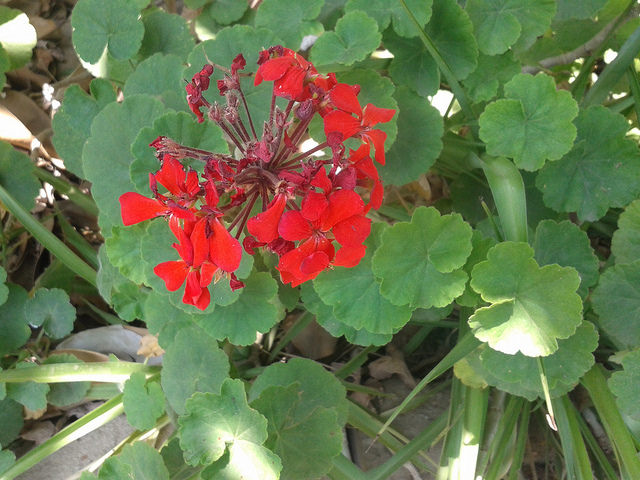 Géranium à feuilles zonées