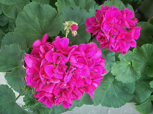Géranium à feuilles zonées