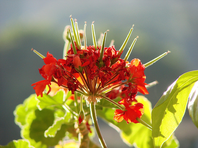 Géranium à feuilles zonées