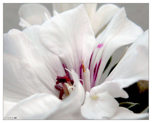 Géranium à feuilles zonées