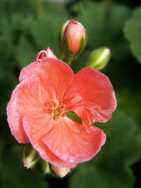 Géranium à feuilles zonées