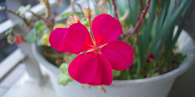 Géranium à feuilles zonées (Pelargonium zonale)