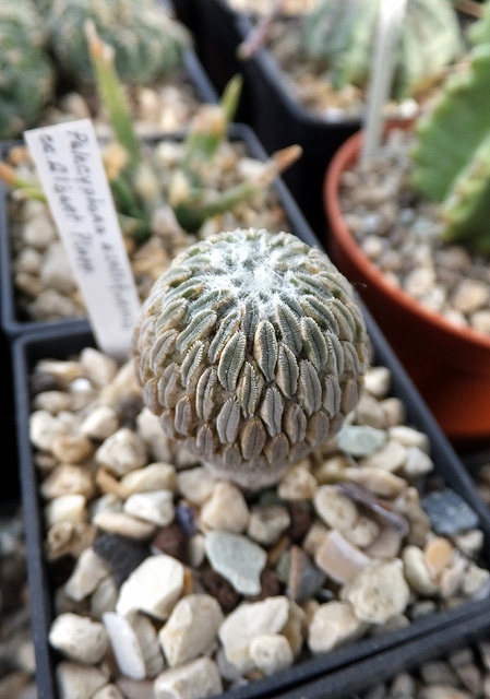 Ariocarpus strobiliformis