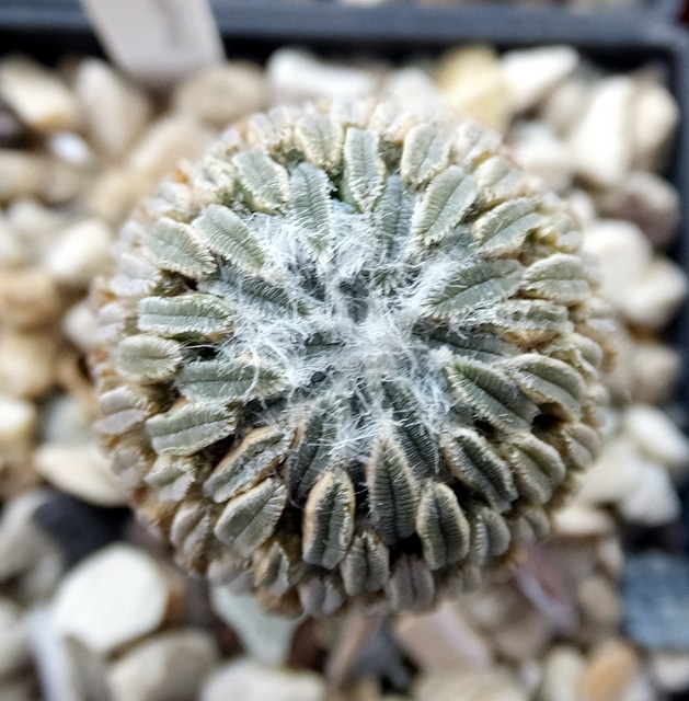 Ariocarpus strobiliformis
