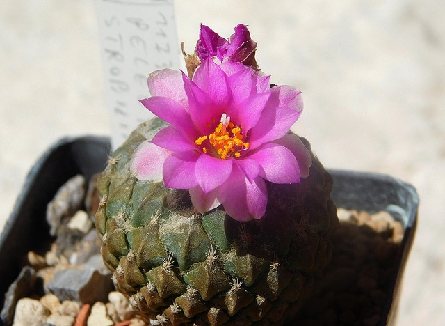 Ariocarpus strobiliformis