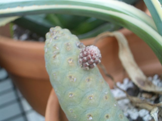 Ariocarpus strobiliformis (Pelecyphora strobiliformis)