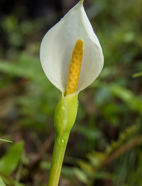 Peltandra sagittifolia (Peltandra sagittifolia)
