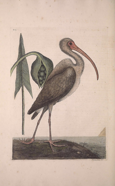Arum de virginie