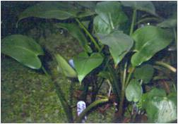 Arum de virginie