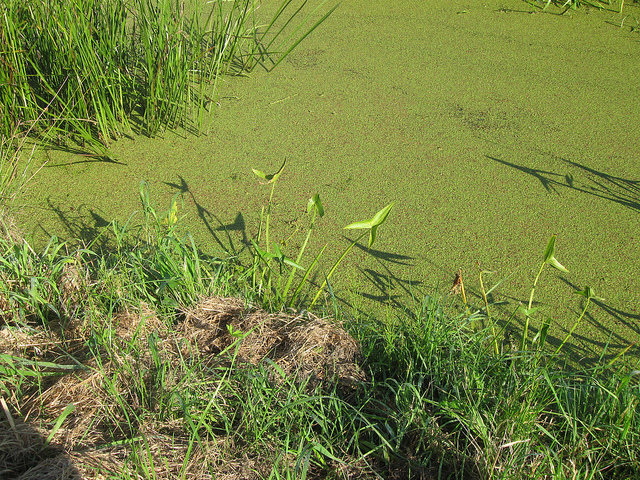 Arum de virginie (Peltandra virginica)