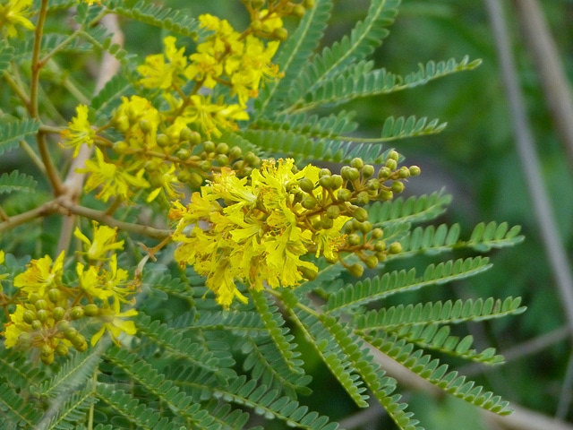 Peltophorum africanum (Peltophorum africanum)