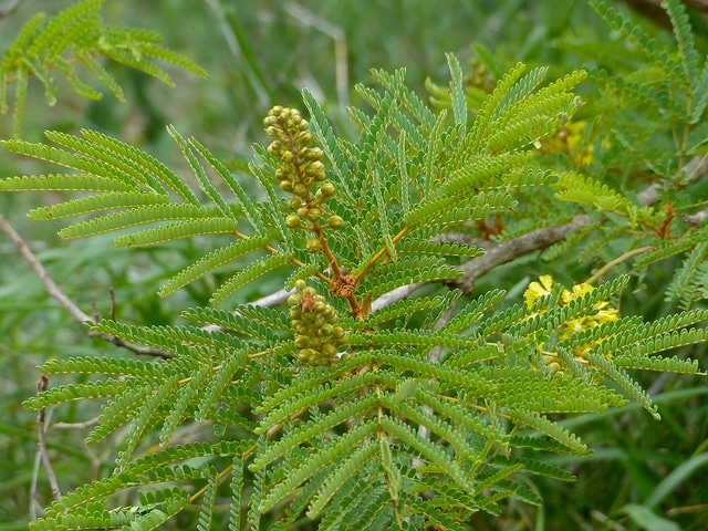 Peltophorum africanum