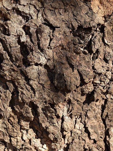 Peltophorum africanum
