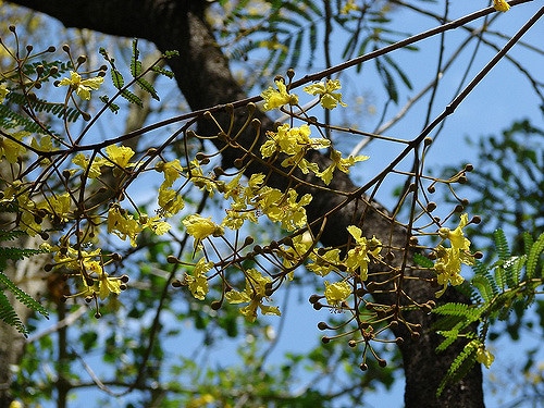 Peltophorum africanum