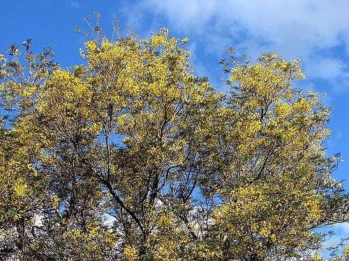 Peltophorum africanum