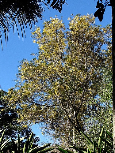 Peltophorum africanum