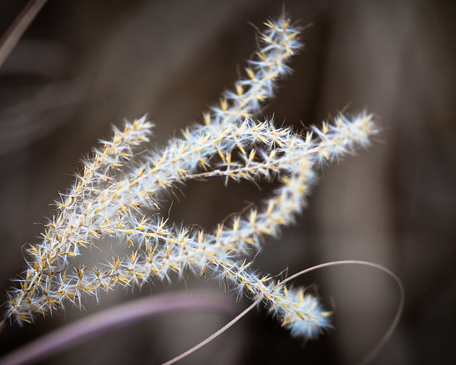 Herbe aux écouvillons (Pennisetum alopecuroides)
